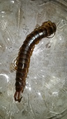 Scolopendra gigantea