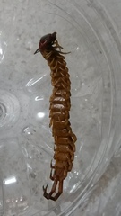 Scolopendra gigantea