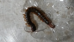 Scolopendra gigantea