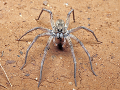 Hoggicosa