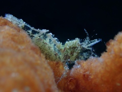 Eualus