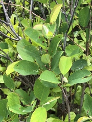 Amelanchier nantucketensis