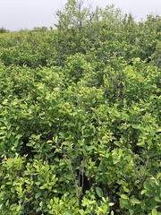 Amelanchier nantucketensis