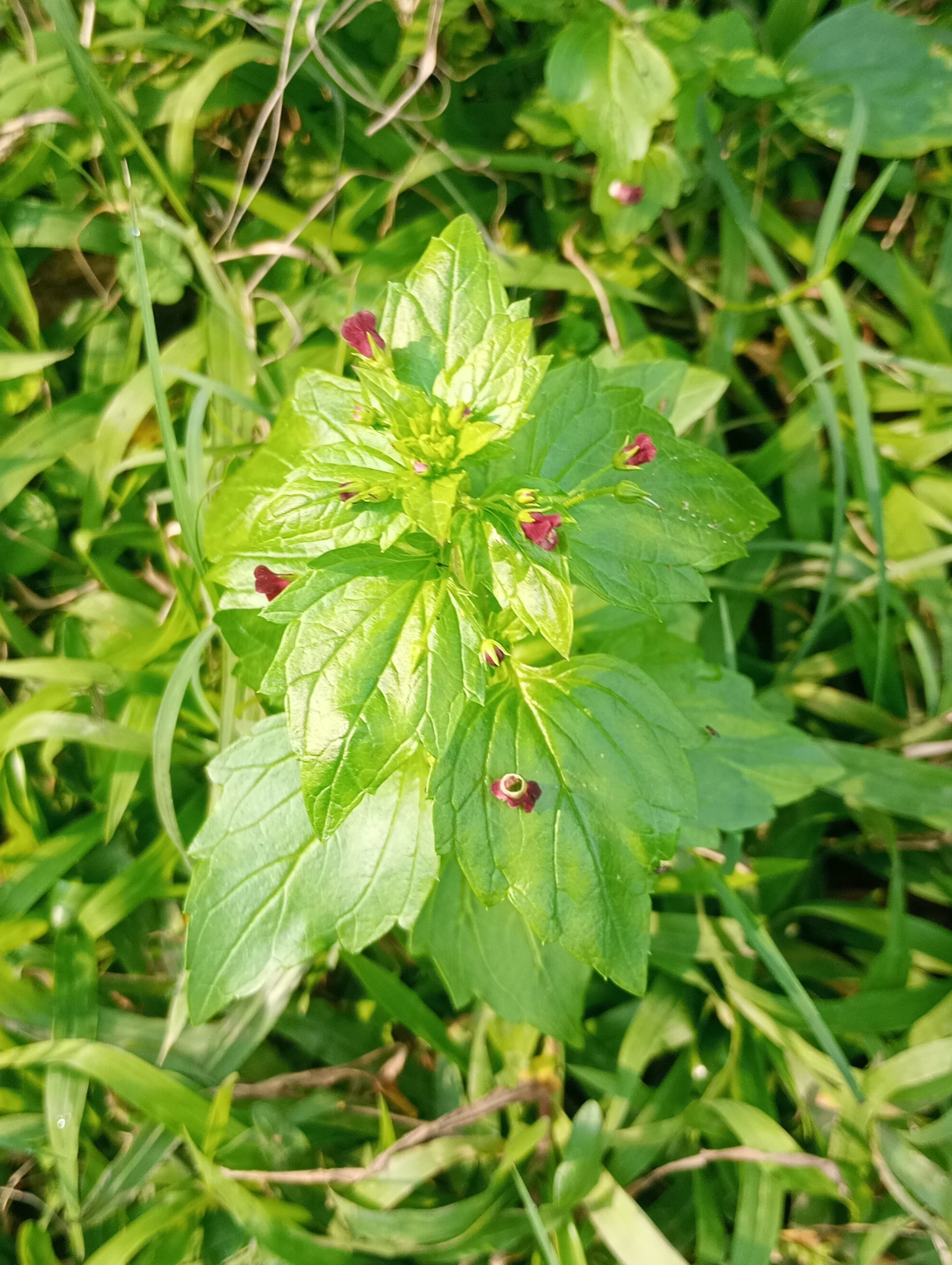 Scrophularia peregrina