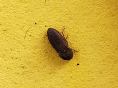 Agrypnus rectangularis