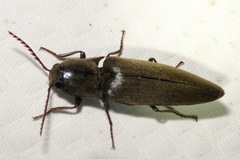 Orthostethus infuscatus