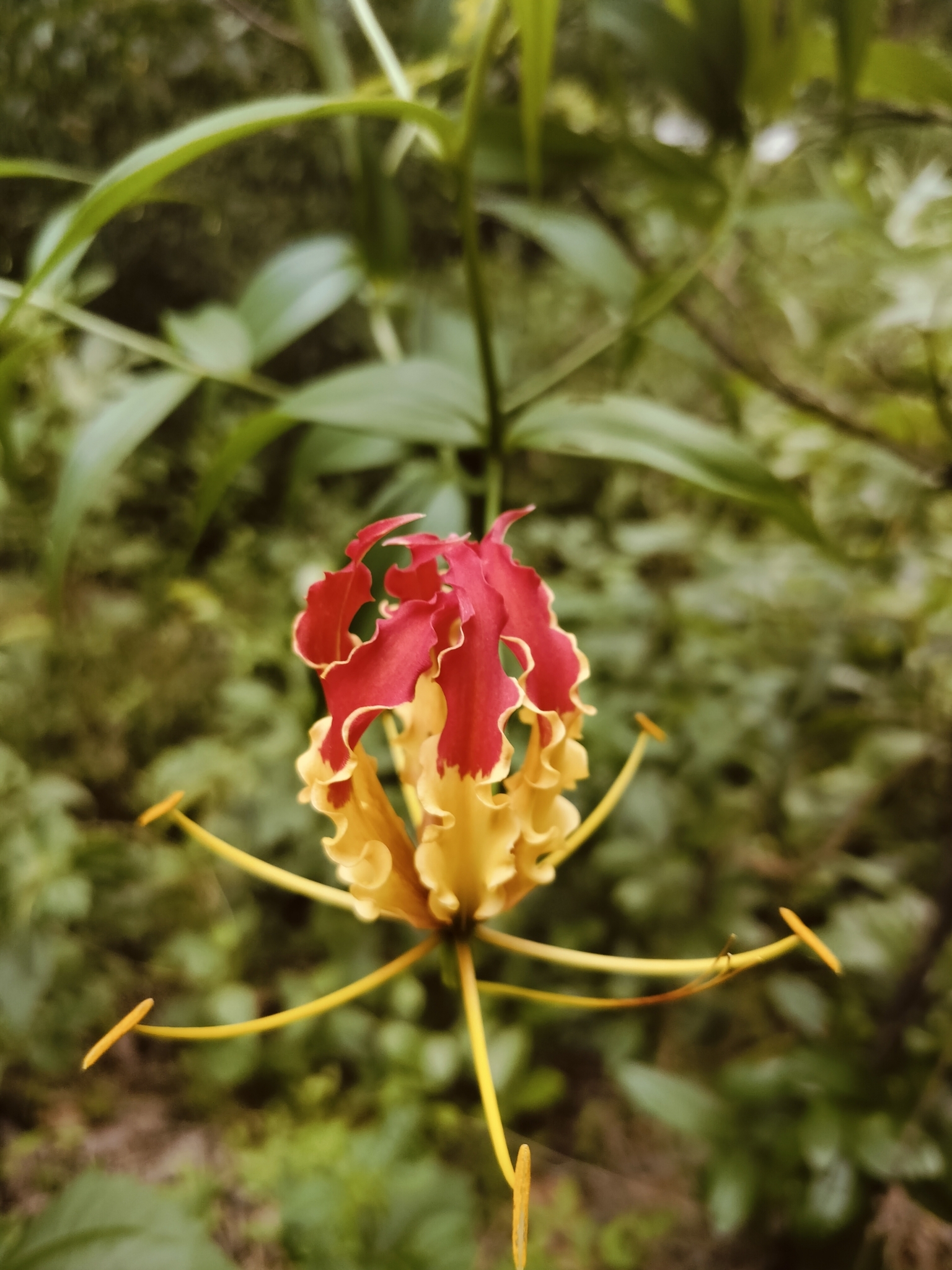Gloriosa superba — ảnh 3