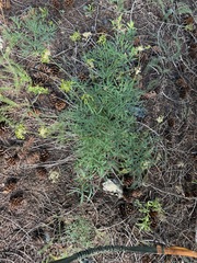 Lomatium (Lomatium brandegeei)