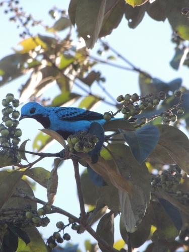 Turquoise Cotinga (Cotinga ridgwayi), photo 10