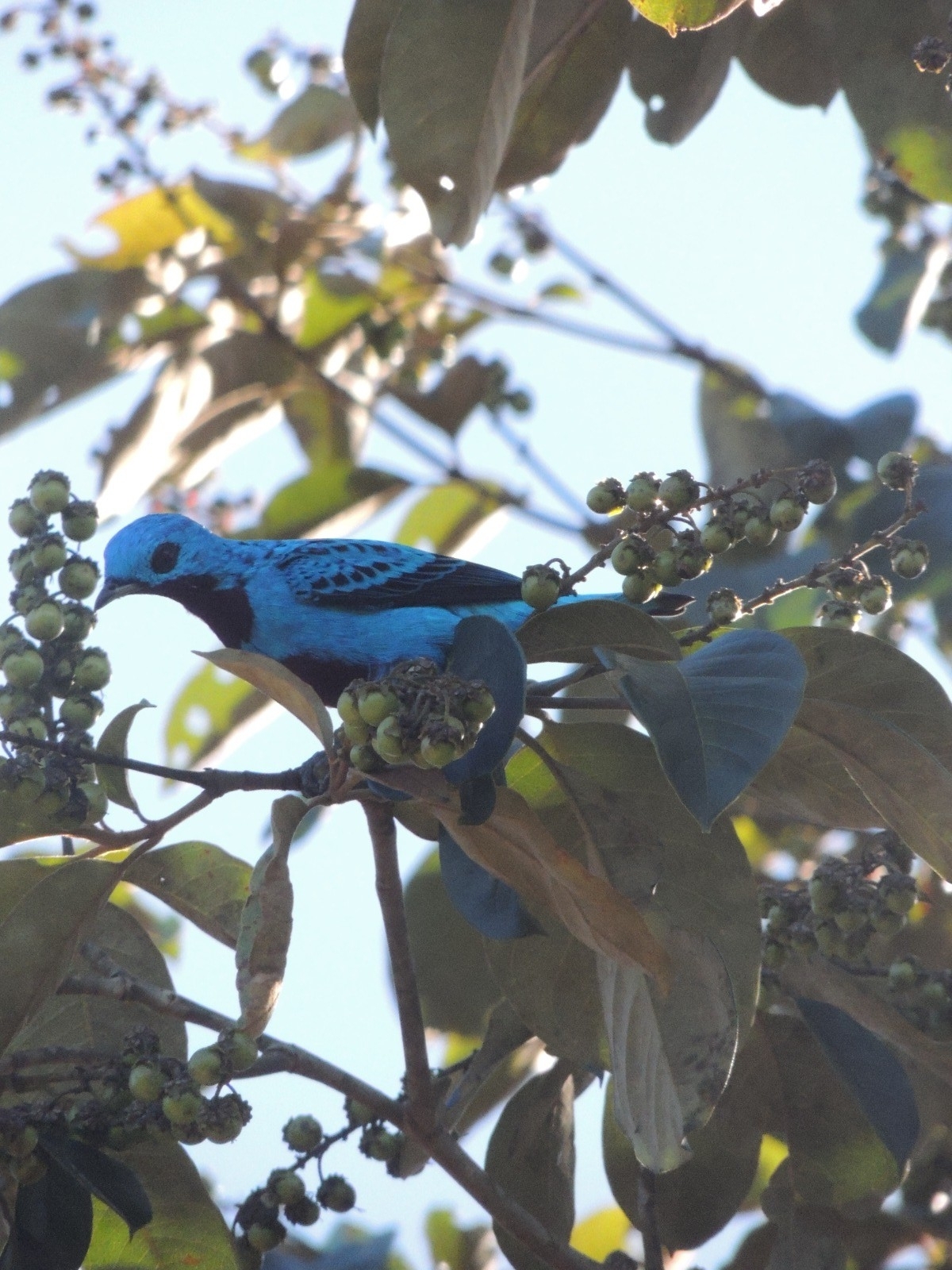 Turquoise Cotinga (Cotinga ridgwayi), photo 2