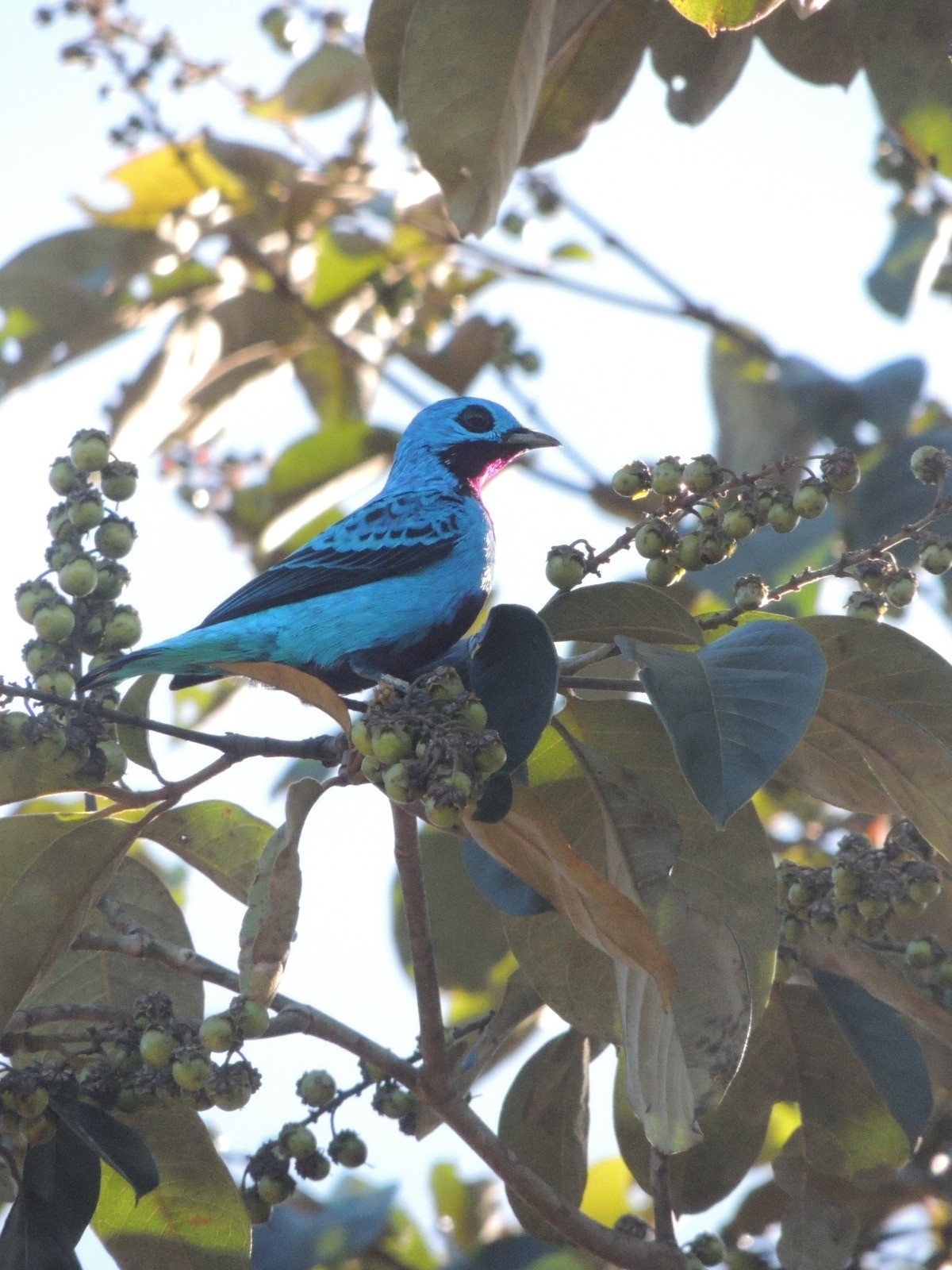 Turquoise Cotinga (Cotinga ridgwayi), photo 3