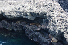 Arctocephalus galapagoensis