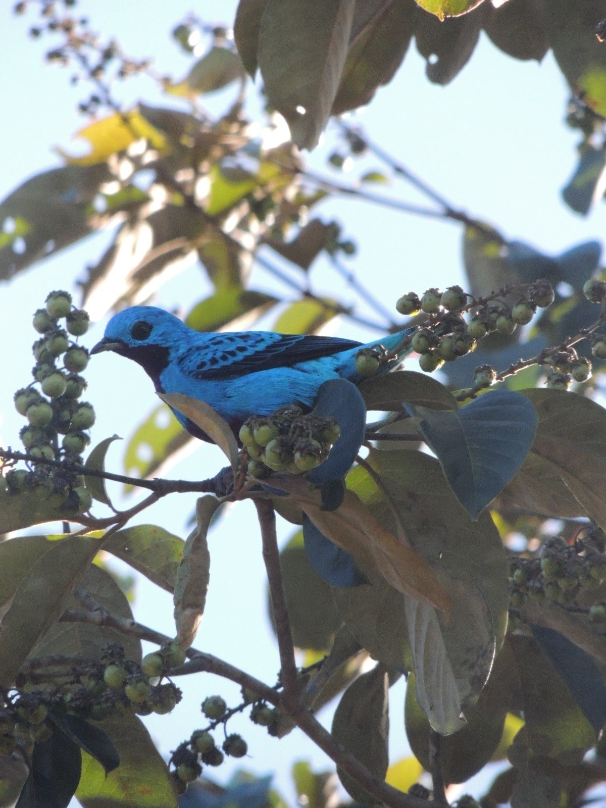 Turquoise Cotinga (Cotinga ridgwayi), photo 4