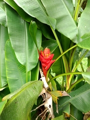 Musa coccinea