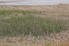 Amphiscirpus nevadensis