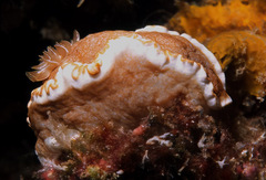 Caramel Nudibranch