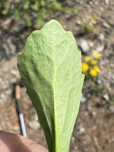 Image of Packera streptanthifolia by no rights reserved