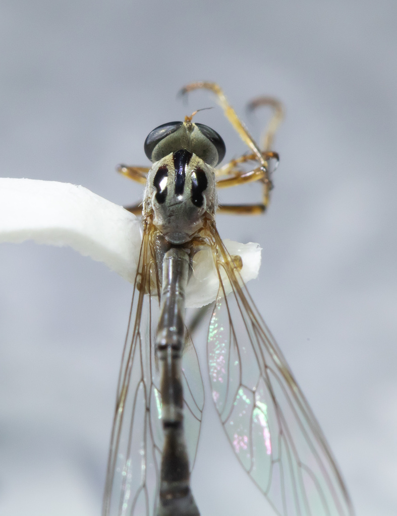 Stripe-backed Pixie