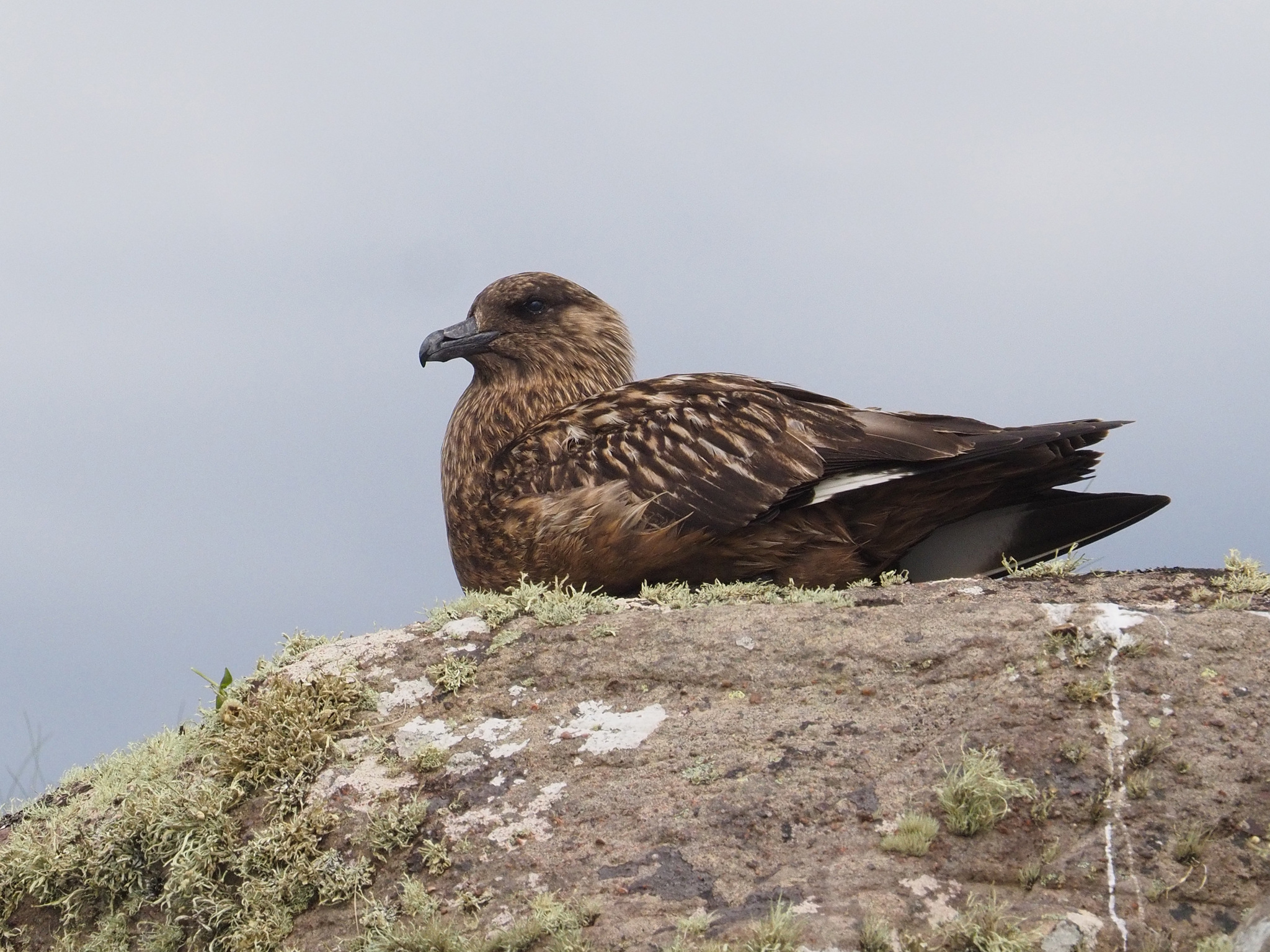 Great Skua (Stercorarius skua)