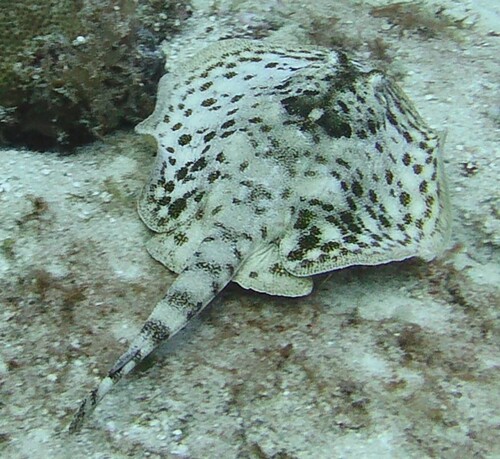 Yellow Stingray, photo 7 of 7