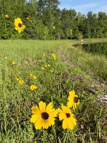 Image of Leavenworth's Tickseed (Coreopsis leavenworthii) by (c) Karen Guin, some rights reserved (CC BY)