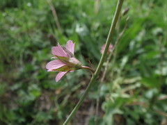 Sidalcea nelsoniana