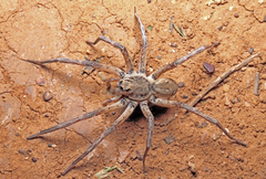 Hoggicosa
