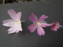 Sidalcea nelsoniana