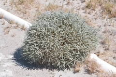 Atriplex parryi