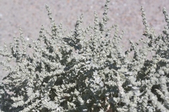 Atriplex parryi