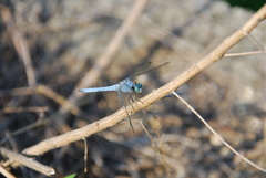 Orthetrum lineostigma