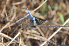 Orthetrum lineostigma