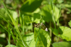 Anania coronata
