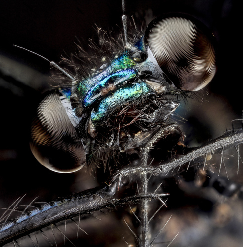 Ebony Jewelwing (Calopteryx maculata), a species recorded in Vermont