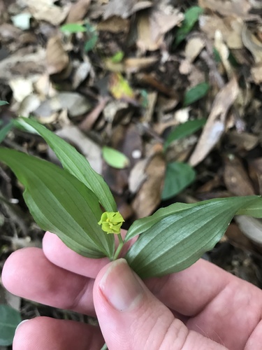 Disporum lutescens iNat (2)