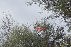 Pyrocephalus rubinus