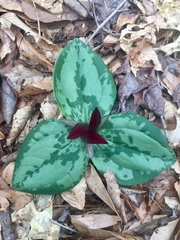 Trillium decumbens