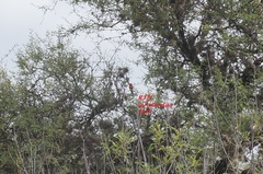 Pyrocephalus rubinus