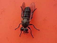 Atomosia melanopogon