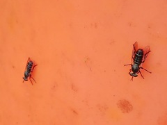 Atomosia melanopogon