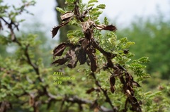 Mimosa aculeaticarpa