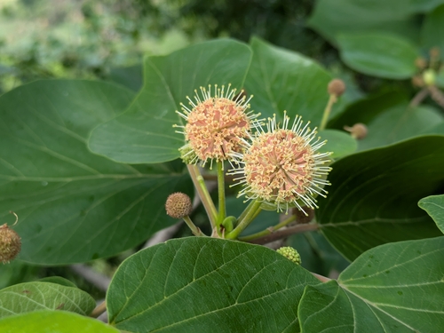 Adina cordifolia (Roxb.) Brandis