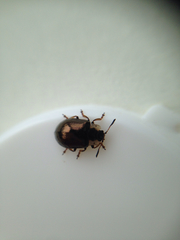 Chrysomela schaefferi