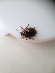 Chrysomela schaefferi