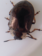 Chrysomela schaefferi