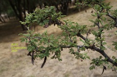 Mimosa aculeaticarpa