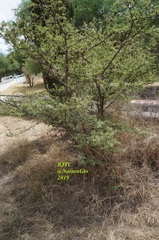 Mimosa aculeaticarpa