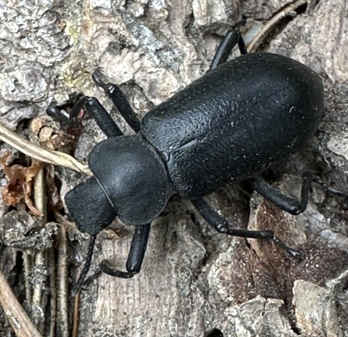 Serrated Darkling Beetle photo 5