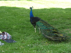 Pavo cristatus