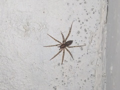 Liocranum rupicola